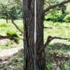 Römisches Pilum mit Holzschaft, 215 cm