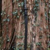 Practical Plus Katana
