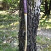 Hanwei Tonbo Katana