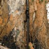 Dragon King Hana Katana