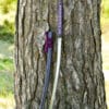 Katana Dračí kráľ Lotosové semeno
