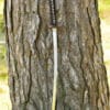 Dragon King Pine Crane Katana