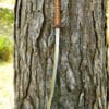 Katana Dragon King Fletching