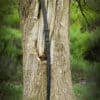 Dragon King Moderná katana, Bo-Hi
